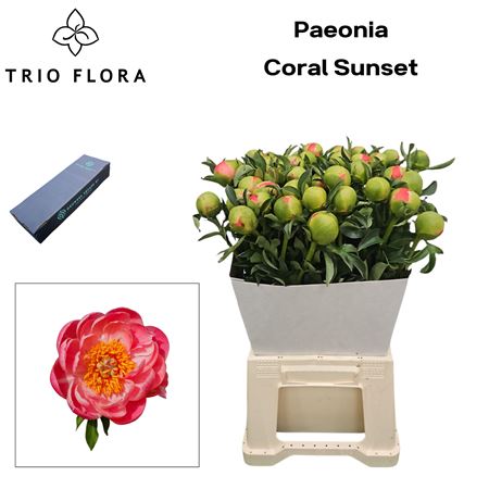 Paeo L Coral Sunset