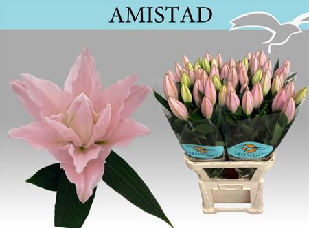 Li Or Du Amistad