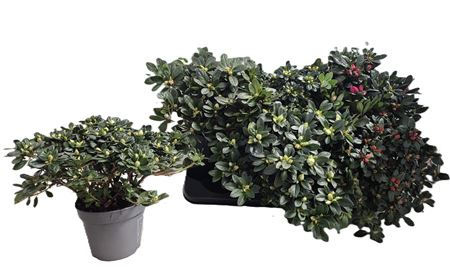 Rhodo Si Gem