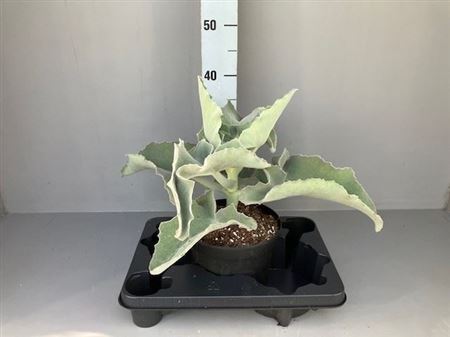 Kalanchoe Nf Beharensis Elephant ear