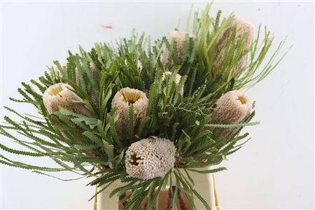 Banksia Hookerania