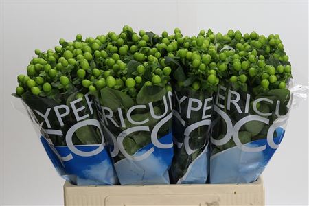 Hypericum Coco Bamboo