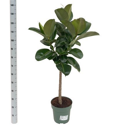 Ficus Makana (bark)