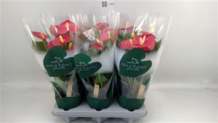 Anthurium Andr. 'vulcano' Premium Line