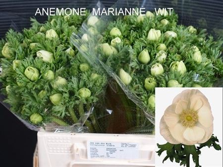 Anem Co Mar White