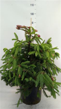 Picea Abies 'acrocona'