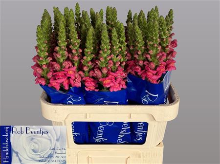 Antir Antibes Rose