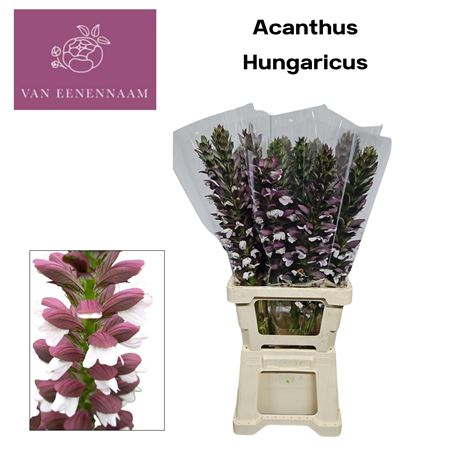 Acanthus Hungaricus