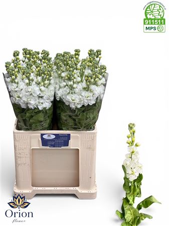 Matth Aida White