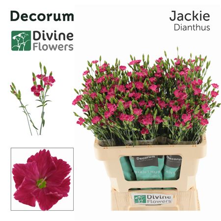 Di Divi Jackie