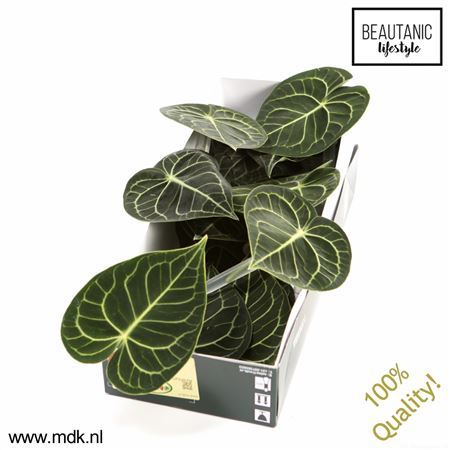 Anthurium Clarinervium X16
