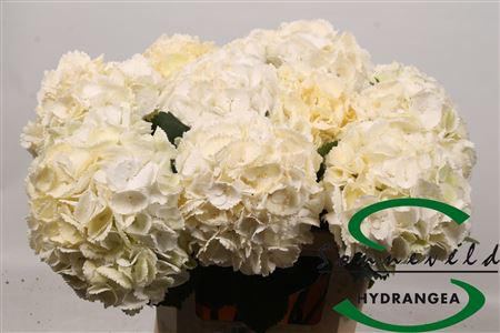Hydr Exclusief Beige