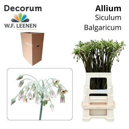 Nect Allium Siculum