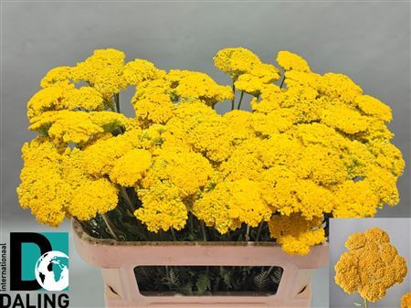 Achillea F Park Variety