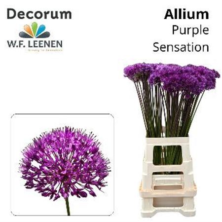 Allium Afl Purper Se