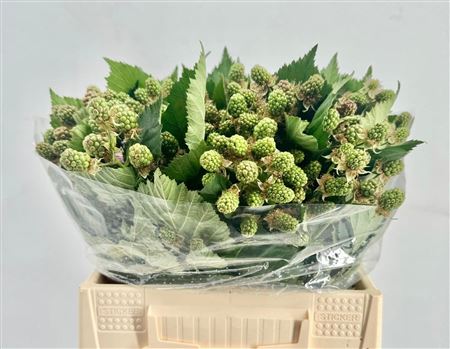 Rubus (braam) Green