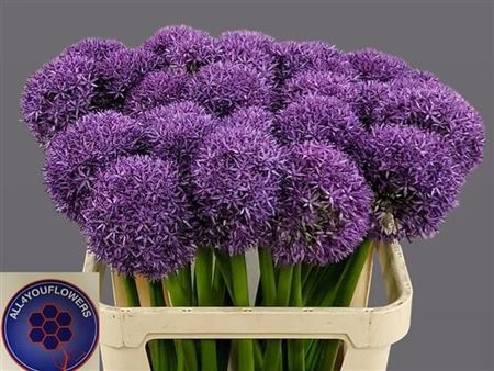 Allium Globemaster X5
