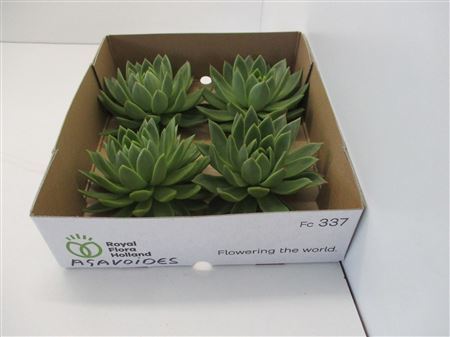 Echeveria Agavoides X4