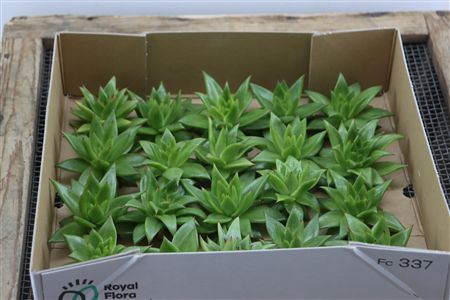 Echeveria Agavoides Ebony X20