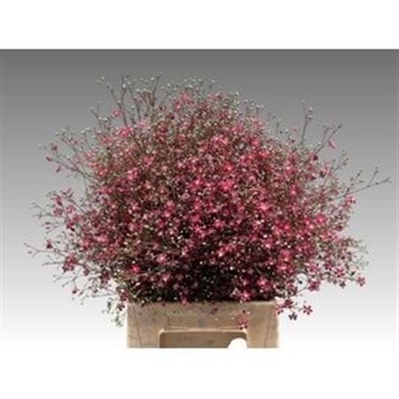 Gyps Elegance Roze Per Bos