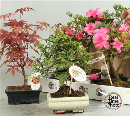 Bonsai Gem