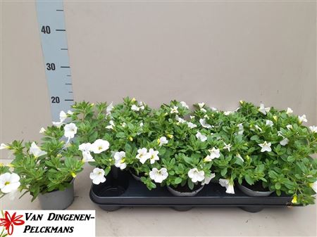 Calib Minif White