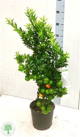 Citr Au Chinotto