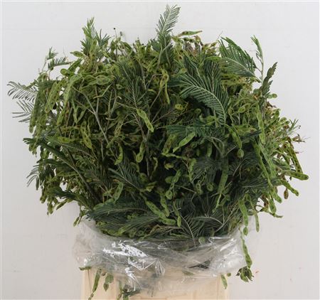 Acacia Dealbata Bs