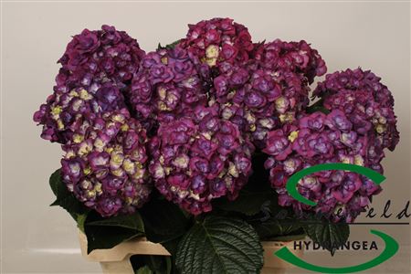 Hydr Exclusief Fresh Purple