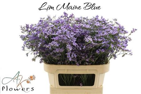 Lim Maine Blue
