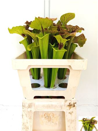 Sarracenia Ov