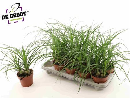 Beaucarnea Recur