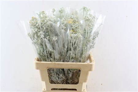 Senecio Cineraria Berry P Bunch