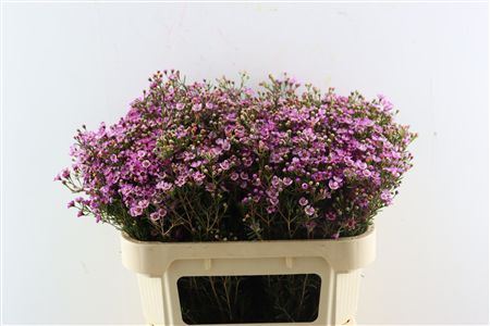 Cham Purple Grand Jupiter