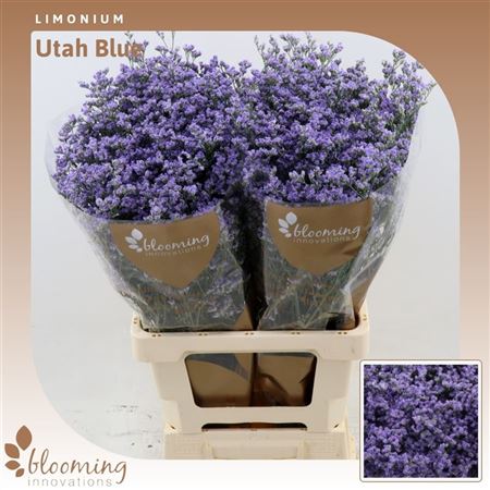 Lim Ov Utah Blue