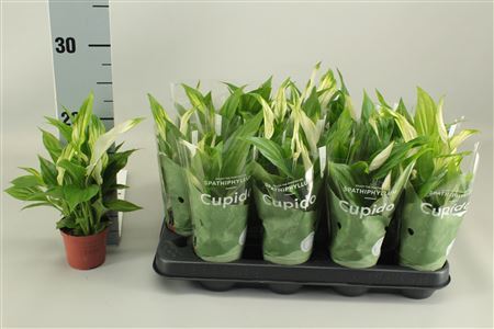 ** Spath Pearl Cupido 4-5+ Hoesje