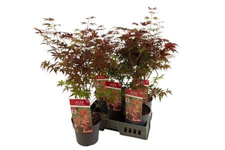 ** Acer Pa Atropurpureu
