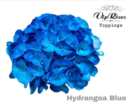 Hydr M Blue 60cm