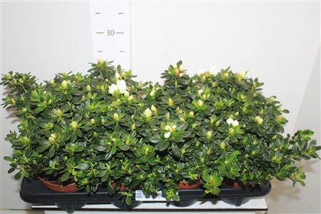 ** Rhodo Si Mevr G K White * Spring Deal *