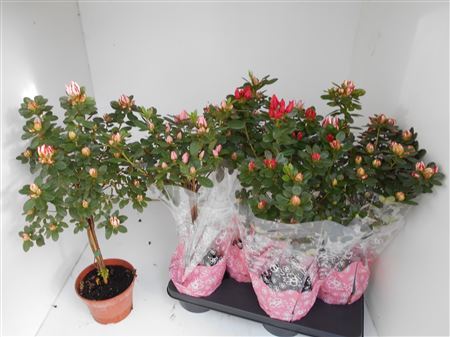 Rhodo Si Sachsenster Stam