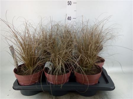 Carex Comans 'bronze Form' .