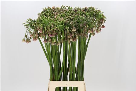 Allium Nectaroscordum Siculum