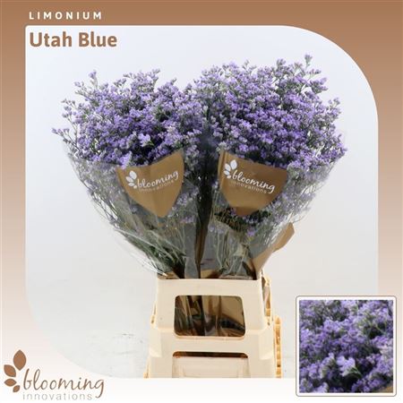 Lim Ov Utah Blue