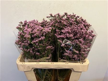 Lim Florida Pink