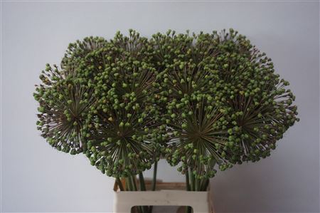 Allium Zaadbollen