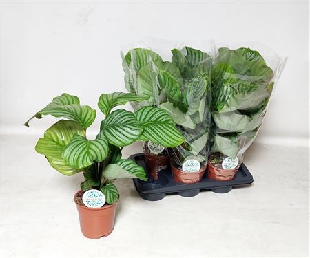 ** Calat Orbifolia P17