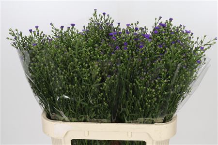 Aster Casamare
