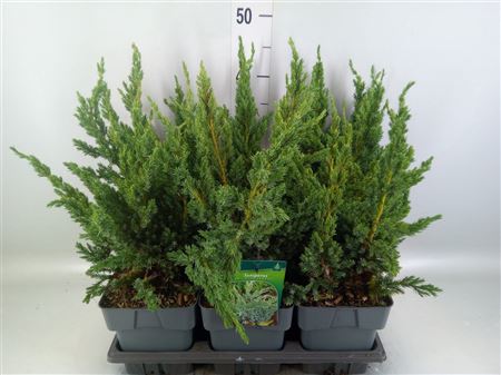 Juniperus Squamata ... JUNIPERUS SQUAMATA'BLUE COM