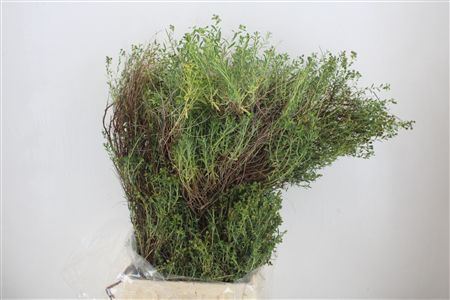 Euph Spinoza Long 500gr P Bunch