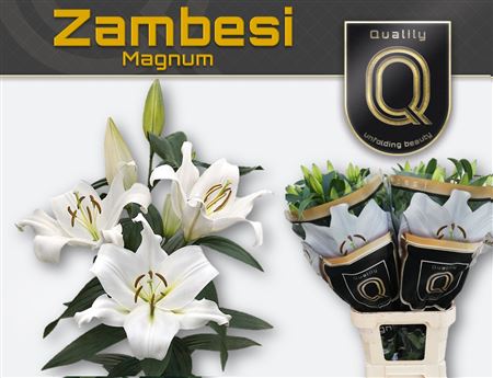 Li Ot Zambesi 5+